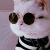 Иконка канала Mr Cat