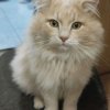 Иконка канала Котёночек