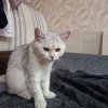 Иконка канала Про борьбу и котиков! 💕