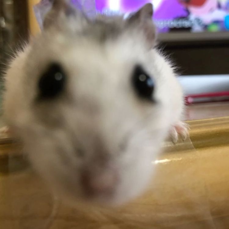 Иконка канала 🪴Хомячок Жора, Жорик, Маша 🐹