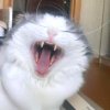 Иконка канала Пушок Rutube😽