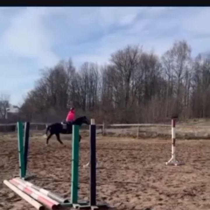 Иконка канала Mylife and HorsesTV 🐴🐴🐴