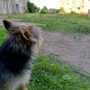 Иконка канала Кошка Алиса