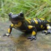 Иконка канала Sun Salamandra