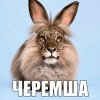 Иконка канала CHeRemSHha｡⁠◕⁠‿⁠◕⁠｡