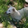 Иконка канала Пушок и его команда