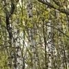 Иконка канала Риз | Улучшаю качество жизни
