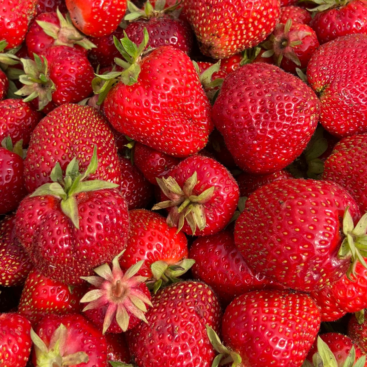 Иконка канала Семья Мастепановых. Дача.