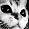Иконка канала Котэ