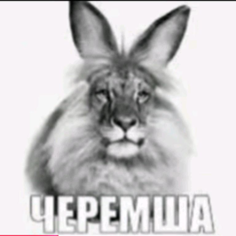 Иконка канала Мемная рутуберская Черемша Официал (Мой прайм зако