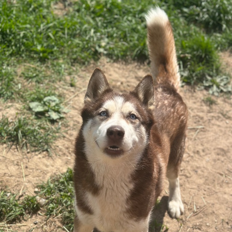 Иконка канала HuskyHOME