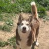 Иконка канала HuskyHOME