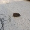 Иконка канала Пельмень