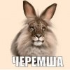 Иконка канала channel79085064