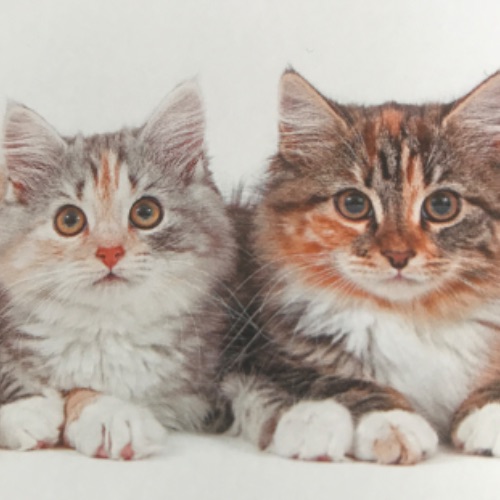 Иконка канала Кошки 🐈⬛