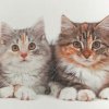 Иконка канала Кошки 🐈⬛
