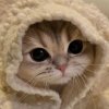 Иконка канала чёрный котик геймер