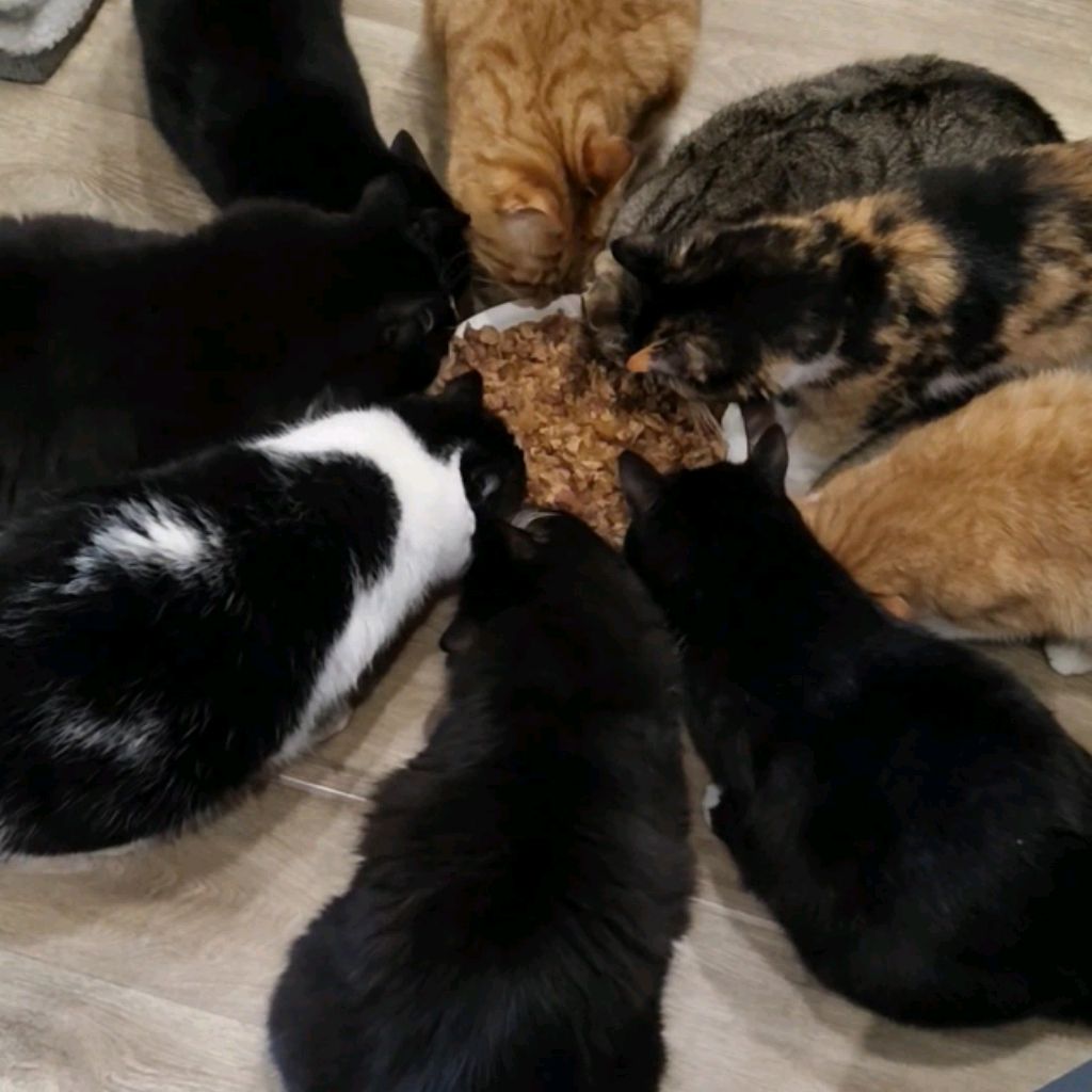 Иконка канала Приют домашних животных 🐾