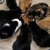 Иконка канала Приют домашних животных 🐾