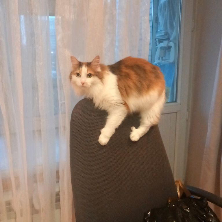 Аватар автора