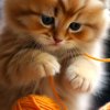 Иконка канала Котость в чекен гане
