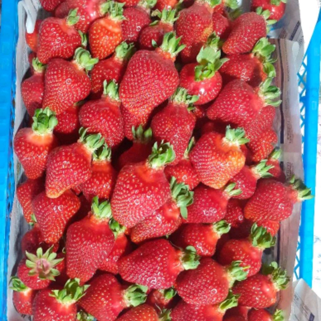 Иконка канала Ряжская ягода🍓🍓🍓🍓