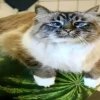 Иконка канала kot_arbuz