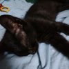 Иконка канала спящий Котик 😺😺😺😺