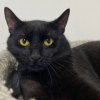 Иконка канала Алина_and_pets