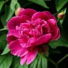 Иконка канала Абра Кадабровна 🌺