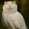 Иконка канала Артём199к