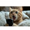 Иконка канала Мини Котик