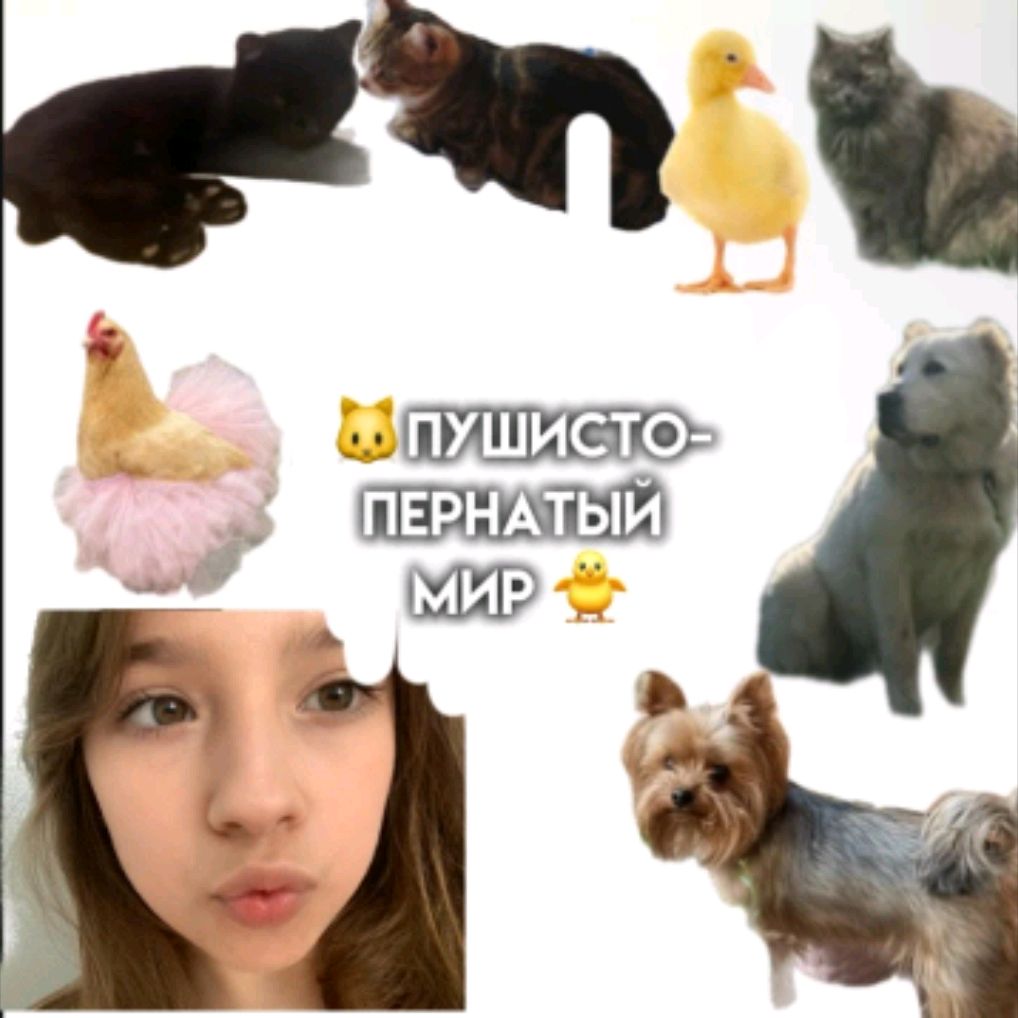 Иконка канала 🐱Пушисто-пернатый Мир🐤