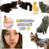 Иконка канала 🐱Пушисто-пернатый Мир🐤