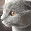 Иконка канала Котя