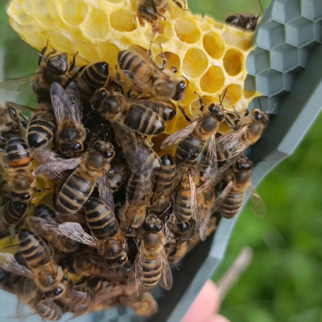 Иконка канала 🐝Пасека Шефа🐝