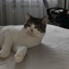 Иконка канала Тигр 67