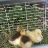 Иконка канала Гусята 😊