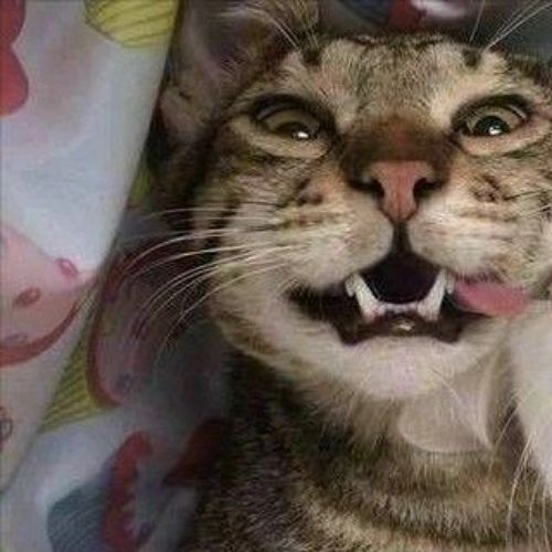 Иконка канала ТЕМНОЛАП
