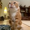 Иконка канала ПРЕДСЕДАТЕЛЬ КАЛХОЗА