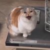 Иконка канала ЗлЫкОсТь﹥:)