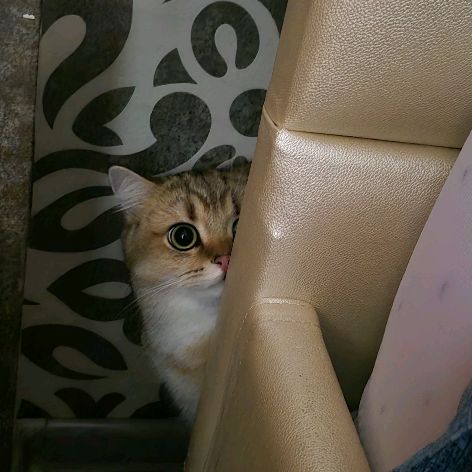 Иконка канала Дряша@Осяша