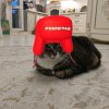 Иконка канала Просто Бекон