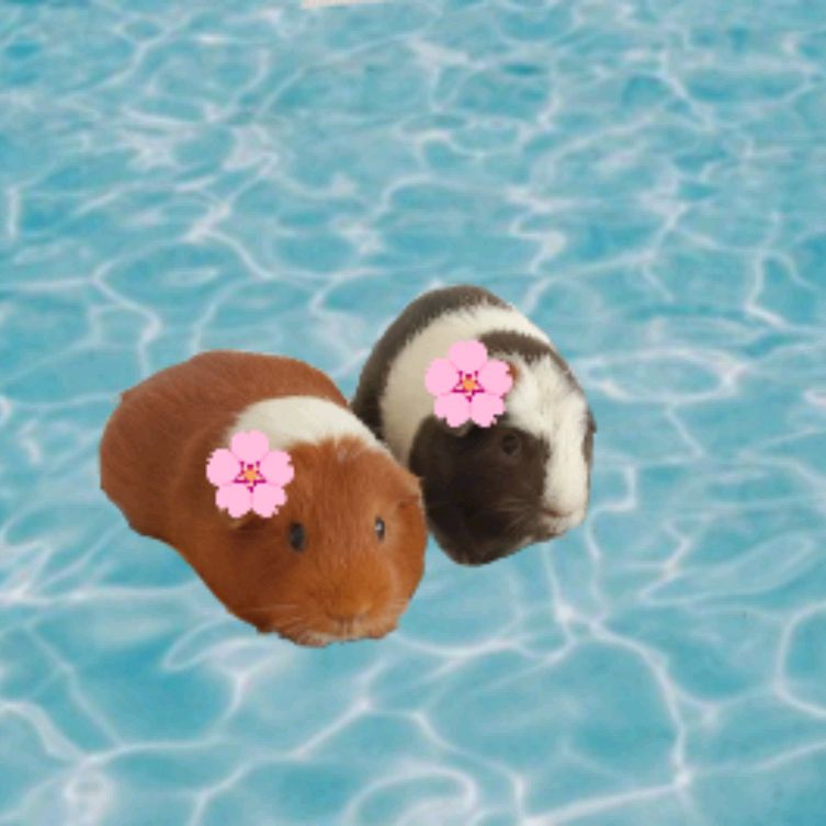 Иконка канала Свинкин Влог 🌴🥥✨