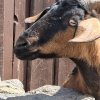 Иконка канала 💕Алисон рисавон💕