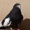 Иконка канала Курский Турман Павлова Сергея