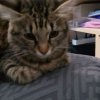 Иконка канала channel77677689