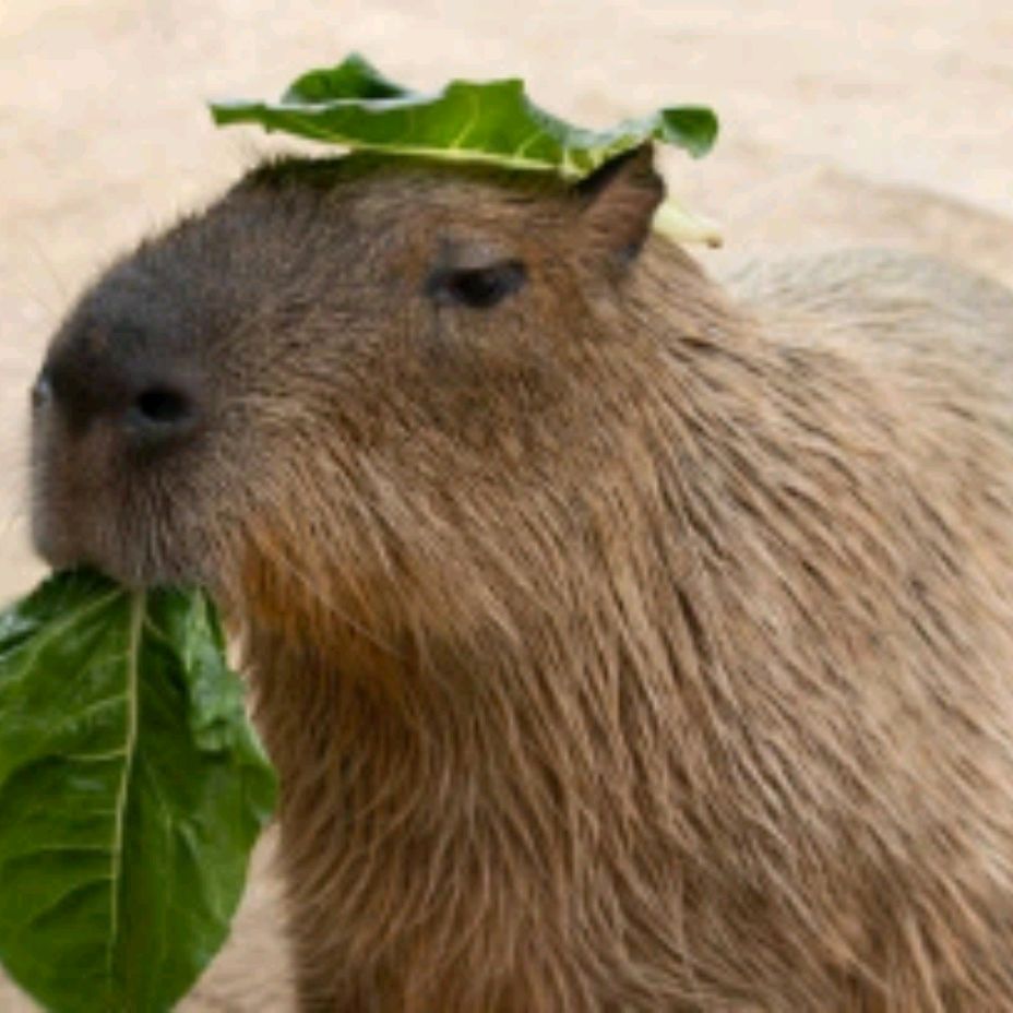 Иконка канала Capybara89808