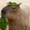 Иконка канала Capybara89808