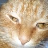 Иконка канала Маркиз🐈